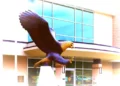 EDSO Eagle