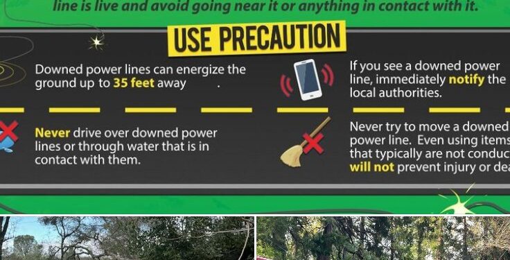 Battling the Elements: Severe Winds Topple Trees, Snag Power Lines