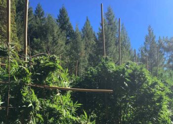 Board Reconsiders Cannabis Ad Hoc Committee Dissolution: A Strategic Shift in Governance Priorities