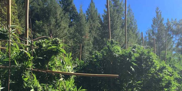 Board Reconsiders Cannabis Ad Hoc Committee Dissolution: A Strategic Shift in Governance Priorities