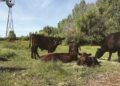 El Dorado County Launches 2024 Agricultural & Livestock Access Pass Program