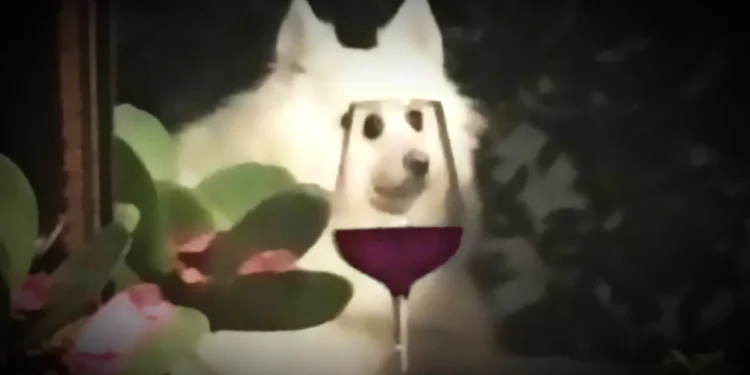 Unleash the Grape Adventure: Six Dog-Friendly Wineries in El Dorado County