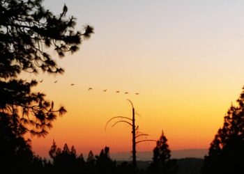 Echoes of Twilight: A Poetic Ode to Life’s Brilliance