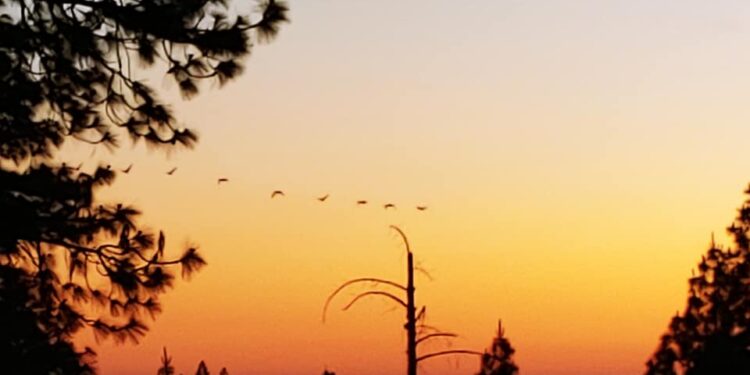 Echoes of Twilight: A Poetic Ode to Life’s Brilliance