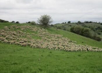 Grazing Guardians: Sheep Mobilized to Tackle Wildfire Threat in El Dorado County’s Ranchlands