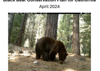 Lake Tahoe’s Bear Problem Spurs Comprehensive Plan to Mitigate Human-Wildlife Conflicts
