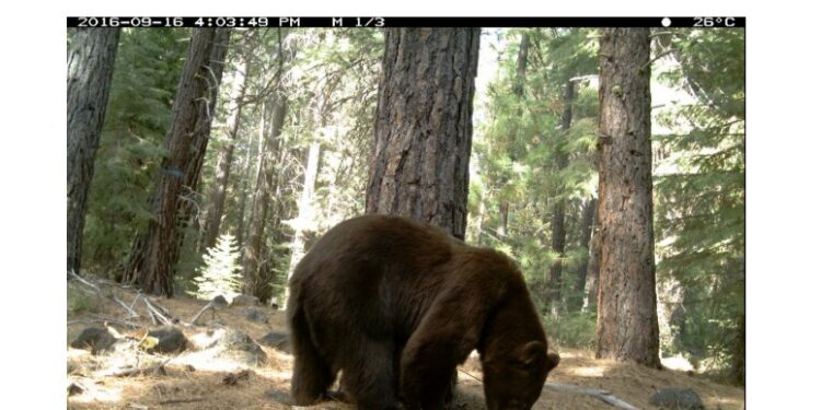 Lake Tahoe’s Bear Problem Spurs Comprehensive Plan to Mitigate Human-Wildlife Conflicts