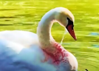 Unraveling the Threads of Negligence: The Fishing Line Fiasco Threatening Wildlife