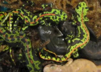Tahoe Man Pleads Guilty in International Amphibian Smuggling Ring