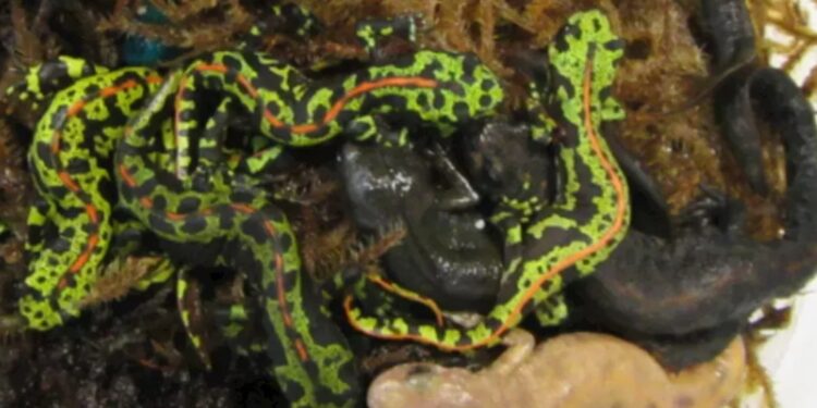 Tahoe Man Pleads Guilty in International Amphibian Smuggling Ring