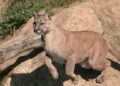 El Dorado County Addresses Rising Mountain Lion Incidents