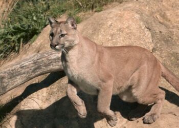 El Dorado County Addresses Rising Mountain Lion Incidents