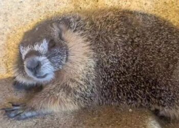 Hitchhiking Marmot Rescued from Car Engine in Pollock Pines After Yosemite Escape