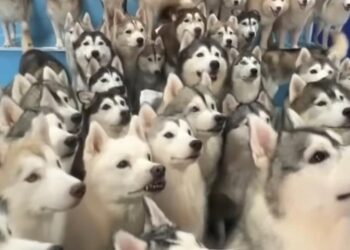 Man Arrested for DUI After 11 Dogs Escape in El Dorado County Crash