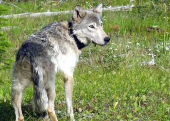 Multiple Wolf Sightings Near Lake Tahoe Prompt Wildlife Investigation