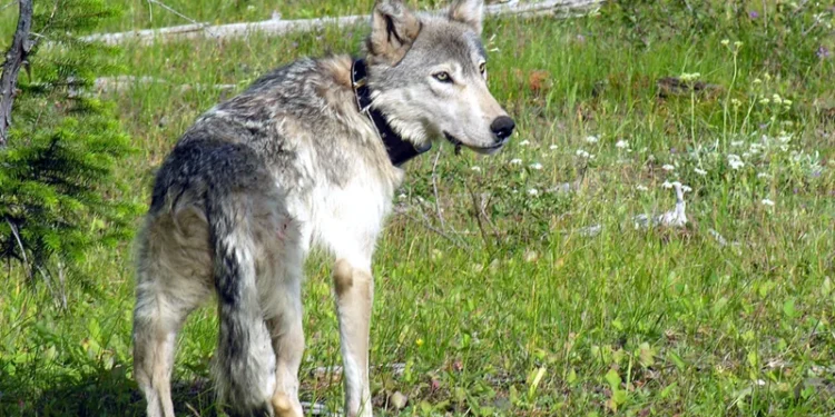 Multiple Wolf Sightings Near Lake Tahoe Prompt Wildlife Investigation