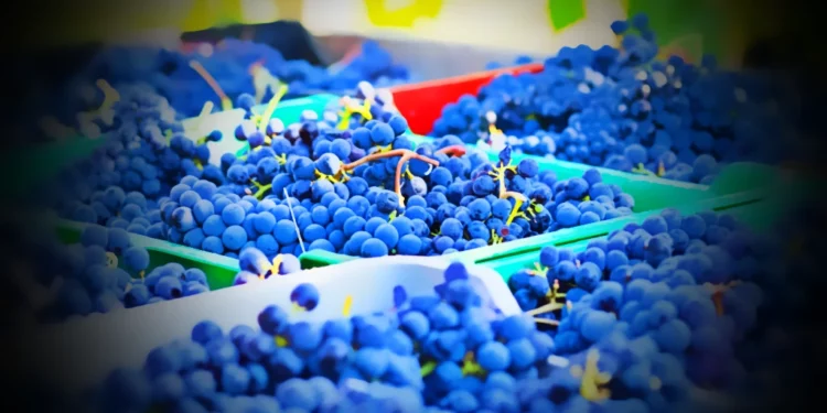 El Dorado County Wine Grape Industry Surges in 2023 with Record Harvest