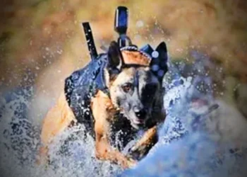 “It’s About Saying Goodbye”: A Short Film Captures the Bond Between a Navy SEAL and His Dog