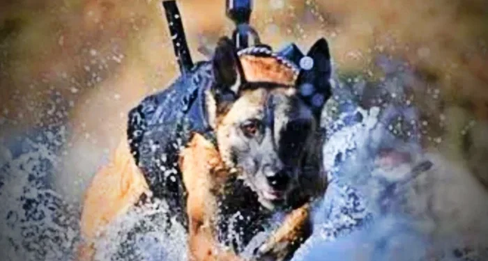 “It’s About Saying Goodbye”: A Short Film Captures the Bond Between a Navy SEAL and His Dog