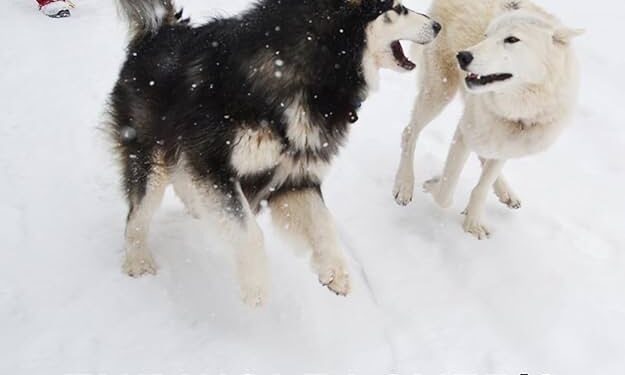 South Lake Tahoe Author’s New Book Tops Amazon Charts