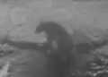 Foresthill Bear Caught Enjoying a Winter Swim in Backyard Pool