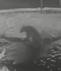 Foresthill Bear Caught Enjoying a Winter Swim in Backyard Pool
