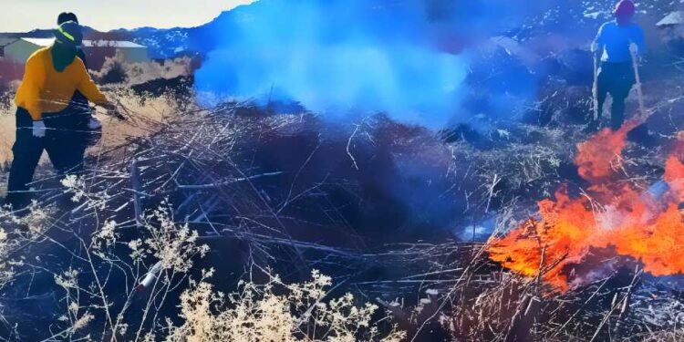 Washoe Tribe Revives Cultural Burning to Restore Forests and Heritage