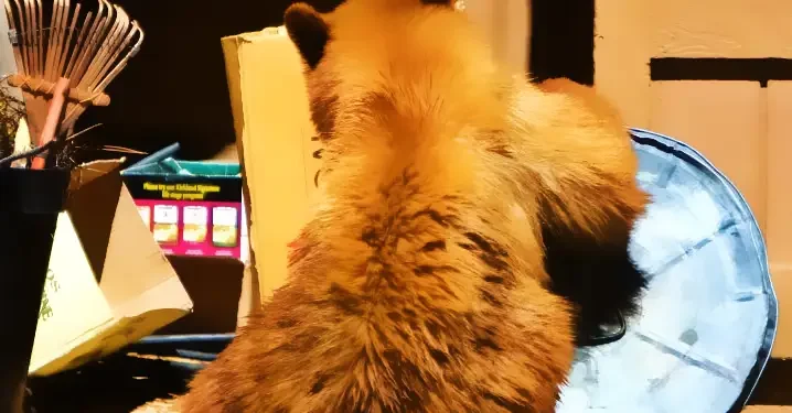 California Bill Proposes Non-Lethal Management of Rising Black Bear Population