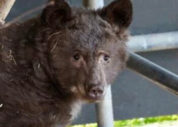 Rescued Black Bear Cub Thrives in El Dorado County Wildlife Rehab, Faces Future Release Decision