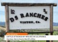Wolves Return to Northern California: Ranchers Sound Alarm Over Livestock Losses