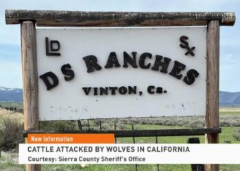 Wolves Return to Northern California: Ranchers Sound Alarm Over Livestock Losses