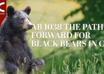 California Assembly Bill 1038 Sparks Debate Over Reinstating Bear Hounding