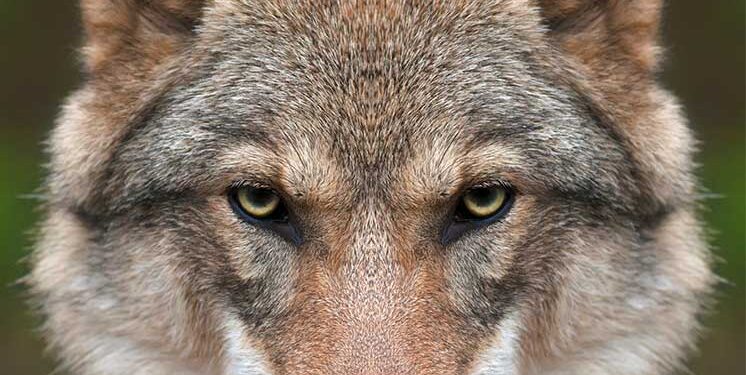 California Enhances Gray Wolf Management to Address Public Safety and Ranching Concerns