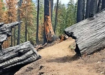 Forest Service Backs ‘Fix Our Forests Act’ as USDA Invests $23M to Cut Wildfire Risks