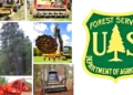 Wildfire Risk Reduced: Forest Service Begins Mastication Work Near Meyers