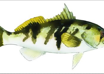 California Updates Hunting and Fishing Regulations: Pintail Bag Limit Increased, Sand Bass Limit Under Review