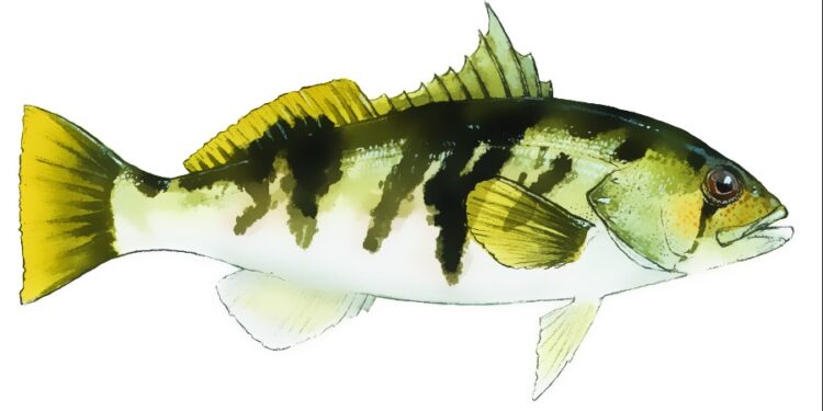 California Updates Hunting and Fishing Regulations: Pintail Bag Limit Increased, Sand Bass Limit Under Review