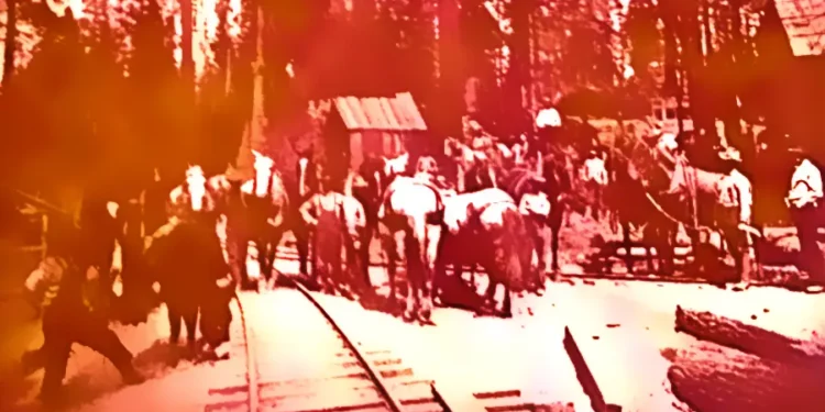 How Logging Built El Dorado County: The Untold Story of ‘Green Gold’ in the Sierra