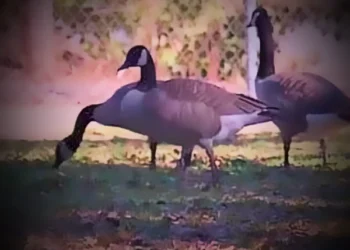 Avian flu confirmed in Canada geese at Cameron Park Lake — local officials warn residents
