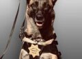 El Dorado County Rallies to Protect K9 Officer Evi With Custom Safety Vest Fundraiser