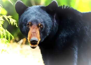 Hungry black bear scratches 87-year-old couple after entering home near South Lake Tahoe