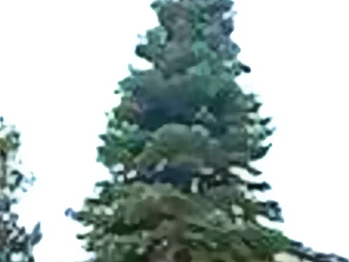 Heavenly Village Unveils 65-Foot Christmas Tree, Marking 10 Years of Tahoe’s Holiday Tradition