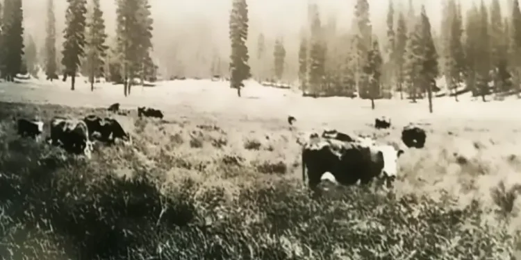 From Meadow to Reservoir: The Lost Valley Beneath Jenkinson Lake
