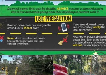 Battling the Elements: Severe Winds Topple Trees, Snag Power Lines