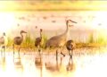 Return of the Cranes: Sandhill Crane Nesting Revival at Lake Tahoe