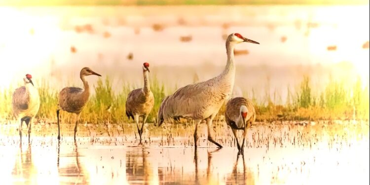 Return of the Cranes: Sandhill Crane Nesting Revival at Lake Tahoe