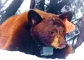 Bear Necessities: Black Bear Spurs Closure of Lifts at Palisades Tahoe