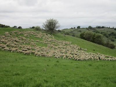 Grazing Guardians: Sheep Mobilized to Tackle Wildfire Threat in El Dorado County’s Ranchlands