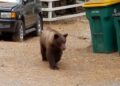 Unveiling California’s Bear Conundrum: Exploring Trends in Recent Sightings