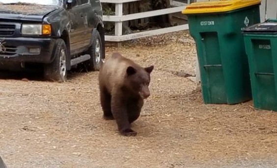 Unveiling California’s Bear Conundrum: Exploring Trends in Recent Sightings